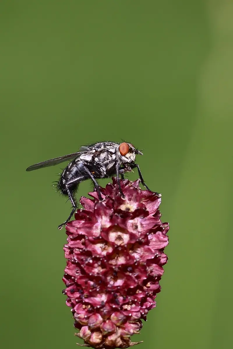 how to make vetiver insect repellent that actually works