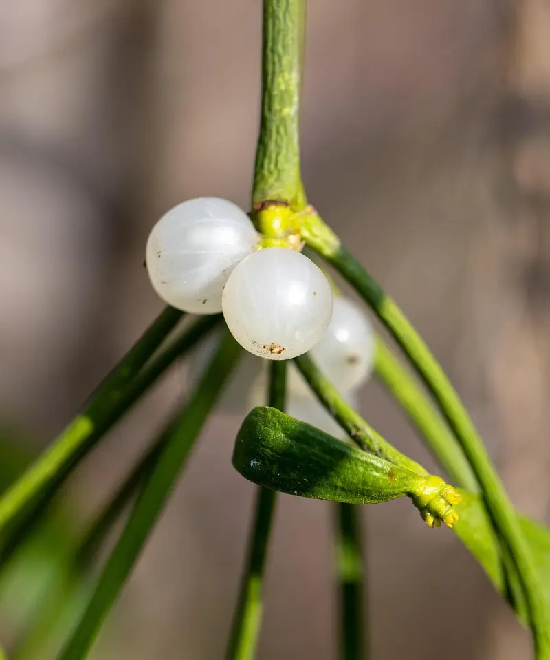 vetiver vs sandalwood a head to head comparison of two